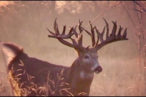 Towering Tines - December Bucks