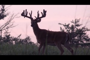 Towering Tines - August Velvet Bucks