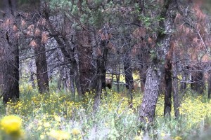 Gila elk trailer