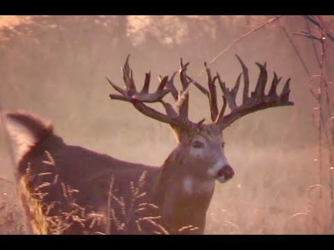 Towering Tines - December Bucks