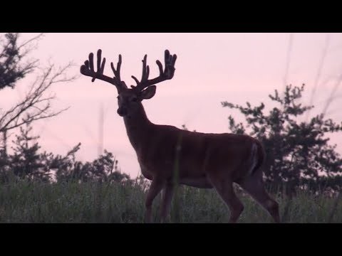 Towering Tines - August Velvet Bucks