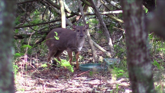 Blue duiker hunting at it's best!