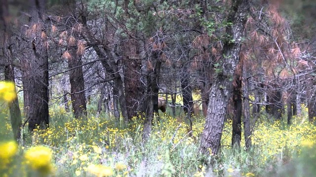 Gila elk trailer