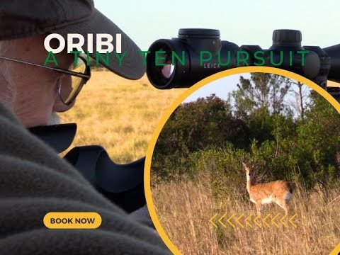 Oribi - A Tiny Ten Pursuit